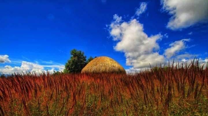 Rumput Mei Wamena