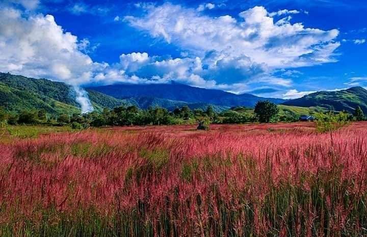 Rumput Mei Wamena 2