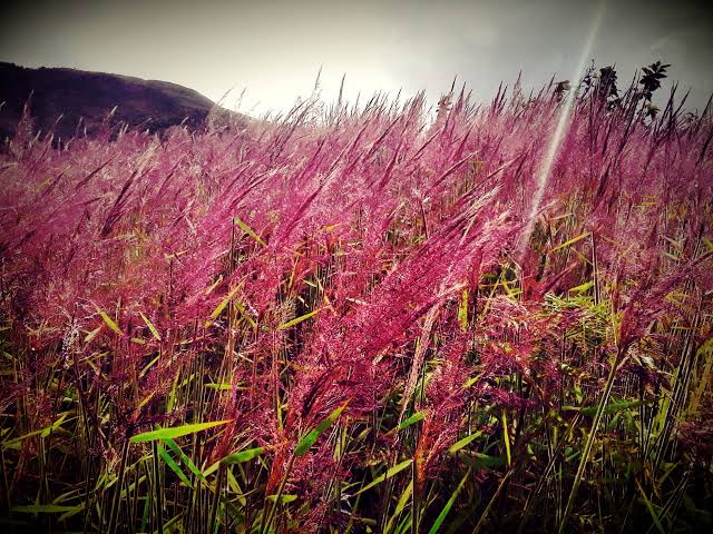 Rumput Mei Wamena 3
